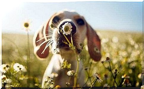 dog field of flowers empathy of dogs