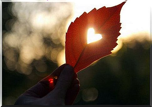 Heart shaped leaf