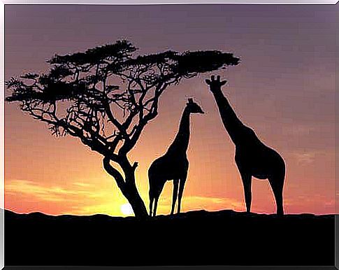 Giraffes at sunset.