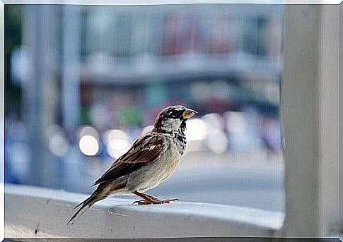 Bird on the windowsill.