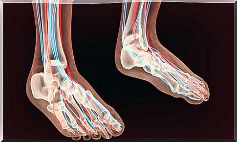 The nerves of the feet