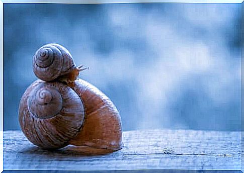 Two snails on top of each other