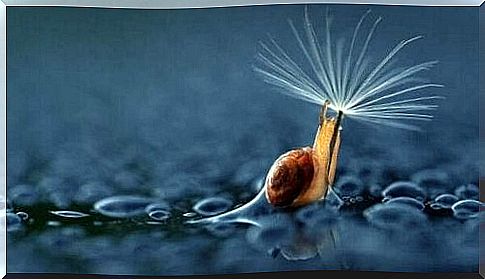 Snail with shower head