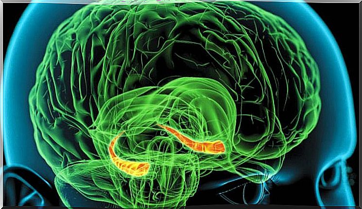 Figure illustrating hippocampus