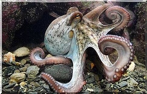 The intelligence of octopuses: a fascinating mystery