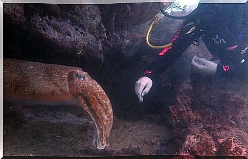 Doctor Godfrey with giant squid