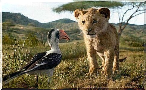 The lion king as a cub