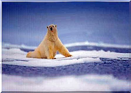 Polar bear on a glacier